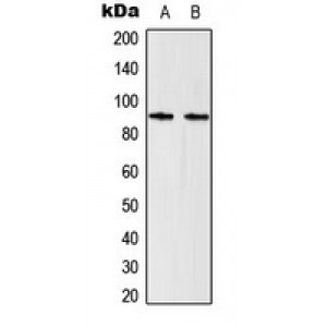 LifeSab™ STAT5 Rabbit pAb (50 µl)