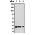 LifeSab™ Syntaxin 1A Rabbit pAb (50 µl)