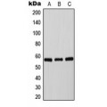 LifeSab™ Tyrosine Hydroxylase (pS71) Rabbit pAb (50 µl)