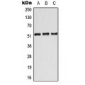 LifeSab™ ATF7 Rabbit pAb (50 µl)