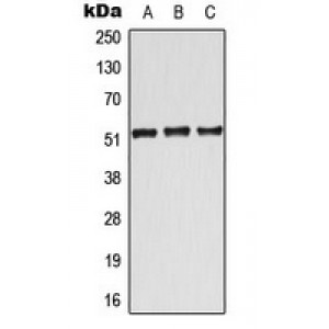 LifeSab™ ATF7 Rabbit pAb (50 µl)