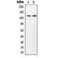 LifeSab™ p116 Rip Rabbit pAb (50 µl)