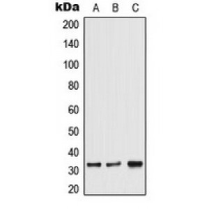 LifeSab™ TRA2A Rabbit pAb (50 µl)