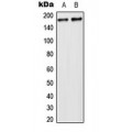 LifeSab™ USP32 Rabbit pAb (50 µl)