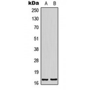 LifeSab™ BTF3L4 Rabbit pAb (50 µl)