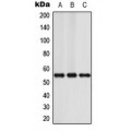 LifeSab™ NFIA Rabbit pAb (50 µl)