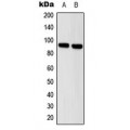 LifeSab™ STAT5 Rabbit pAb (50 µl)