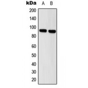 LifeSab™ STAT5 Rabbit pAb (50 µl)