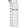 LifeSab™ STAT5 (pY694/699) Rabbit pAb (50 µl)