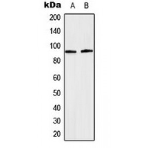 LifeSab™ STAT5 (pY694/699) Rabbit pAb (50 µl)