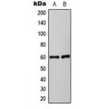 LifeSab™ Synaptotagmin Rabbit pAb (50 µl)