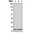 LifeSab™ Histone H3 (pT11) Rabbit pAb (50 µl)