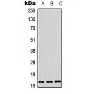 LifeSab™ Histone H3 (pT11) Rabbit pAb (50 µl)