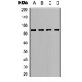 LifeSab™ BCL6 Rabbit pAb (50 µl)