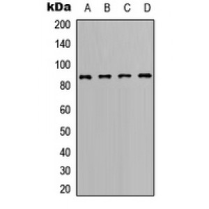 LifeSab™ BCL6 Rabbit pAb (50 µl)