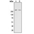 LifeSab™ ACC alpha (pS80) Rabbit pAb (50 µl)