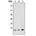 LifeSab™ ATP5G1 Rabbit pAb (50 µl)