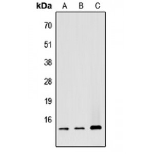 LifeSab™ ATP5G1 Rabbit pAb (50 µl)