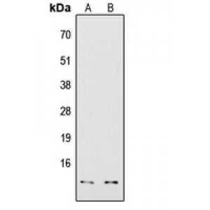 LifeSab™ COX7A2/3 Rabbit pAb (50 µl)