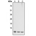 LifeSab™ DYNLL2 Rabbit pAb (50 µl)