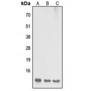 LifeSab™ DYNLL2 Rabbit pAb (50 µl)