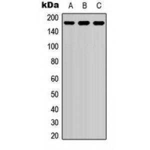 LifeSab™ EIF4G1 (pS1148) Rabbit pAb (50 µl)