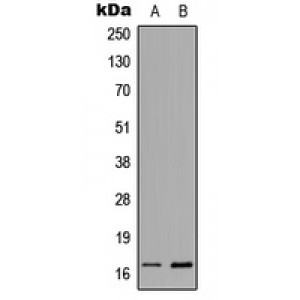 LifeSab™ Histone H3 (AcK23) Rabbit pAb (50 µl)