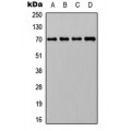 LifeSab™ HSP70 Rabbit pAb (50 µl)