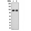 LifeSab™ GW Rabbit pAb (50 µl)