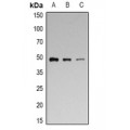 LifeSab™ p47 phox (pS328) Rabbit pAb (50 µl)