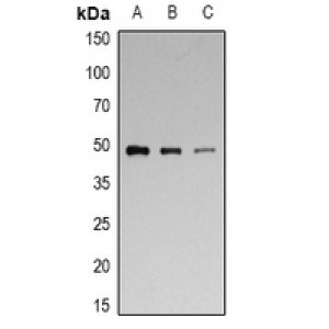 LifeSab™ p47 phox (pS328) Rabbit pAb (50 µl)