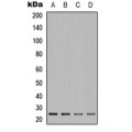 LifeSab™ POLR2E Rabbit pAb (50 µl)
