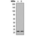 LifeSab™ p23 Rabbit pAb (50 µl)