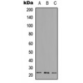 LifeSab™ RPL18 Rabbit pAb (50 µl)