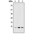 LifeSab™ RPL22 Rabbit pAb (50 µl)