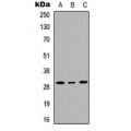 LifeSab™ RPL7 Rabbit pAb (50 µl)