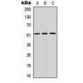 LifeSab™ SMAD3 Rabbit pAb (50 µl)
