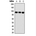 LifeSab™ HIF1 beta Rabbit pAb (50 µl)