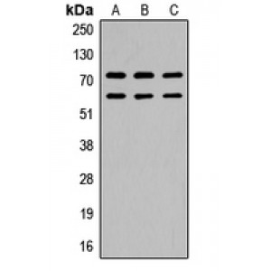 LifeSab™ CaMK2 beta/gamma (pT287) Rabbit pAb (50 µl)