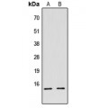 LifeSab™ Histone H2B Rabbit pAb (50 µl)