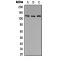 LifeSab™ Histone Deacetylase 5/9 (pS259/220) Rabbit pAb (50 µl)