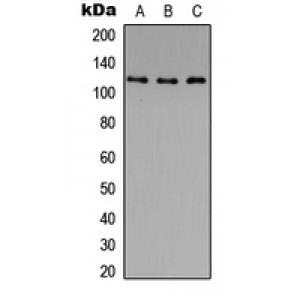 LifeSab™ Histone Deacetylase 5/9 (pS259/220) Rabbit pAb (50 µl)