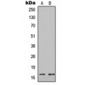 LifeSab™ Histone H3 Rabbit pAb (50 µl)