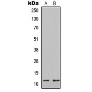 LifeSab™ Histone H3 Rabbit pAb (50 µl)