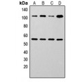 LifeSab™ NF-kappaB p105/p50 Rabbit pAb (50 µl)