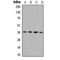 LifeSab™ AMPK beta 1 Rabbit pAb (50 µl)