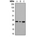 LifeSab™ RagA/B Rabbit pAb (50 µl)