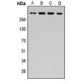 LifeSab™ APC Rabbit pAb (50 µl)