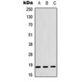 LifeSab™ Cofilin Rabbit pAb (50 µl)