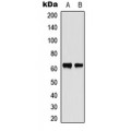 LifeSab™ CHK2 Rabbit pAb (50 µl)